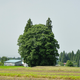 Illustration for article titled Oh My Goodness, These Trees Look Like Totoro